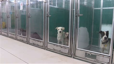 Oklahoma City Animal Shelter at capacity, seeks community help to find ...