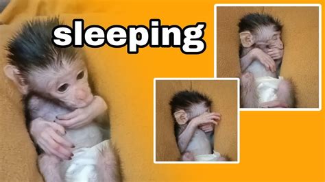 OMG..!!! cute baby monkey sleeping - YouTube