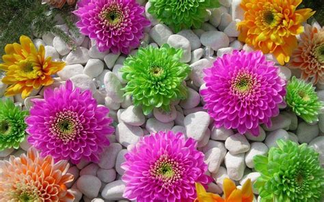 Colorful Flower Wallpapers - Wallpaper Cave