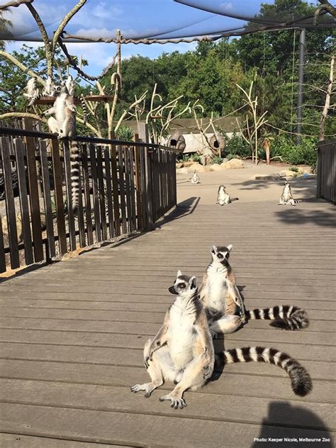 Spot the Lemurs at Melbourne Zoo!