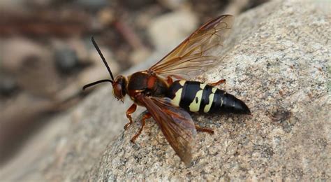 Cicada Killer Wasps Are Active in South Dakota