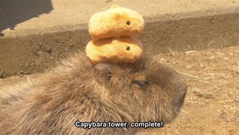 Capybara so cute | Capybara, Cute animals, Cute funny animals