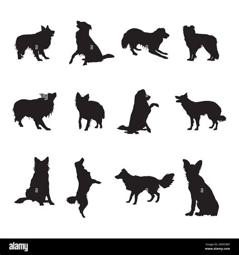 Border collie dog silhouettes, Border collie silhouette collection Stock Vector Image & Art - Alamy