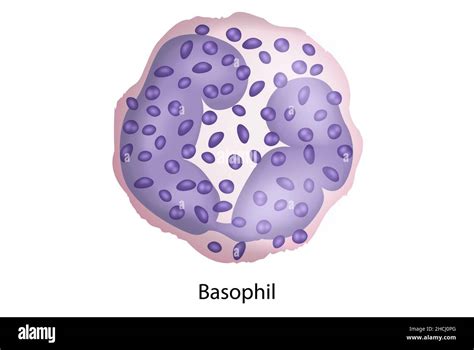 Basophil, white blood cells, blood smear, histology Stock Photo - Alamy