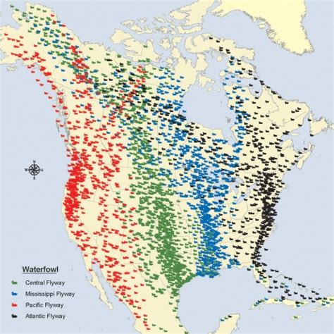 Migratory bird flyways in North America. | FWS.gov