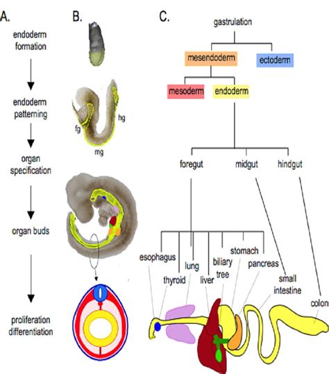 Why Do We Study Endoderm Development? | Wells Lab