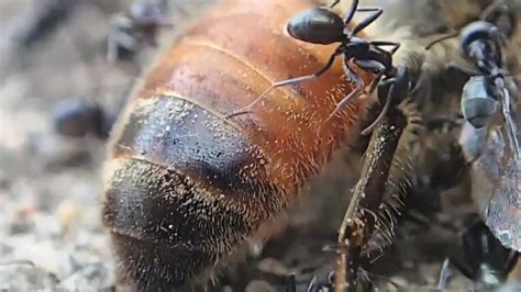 Bee vs Ant - YouTube