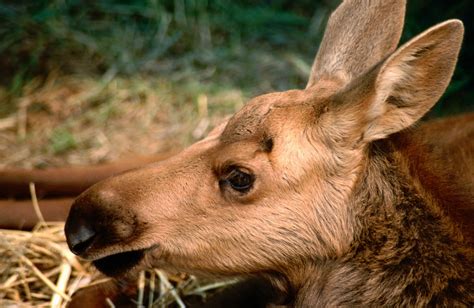 Lost Baby Moose Gets Ride In RCMP Cruiser