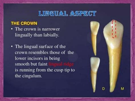 Permanent Mandibular Canine