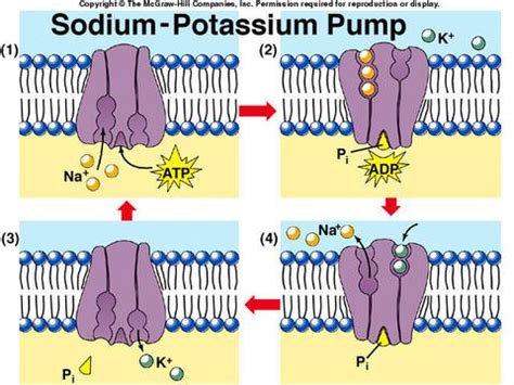 Physiology: Membrane Transport...Just passin' through...