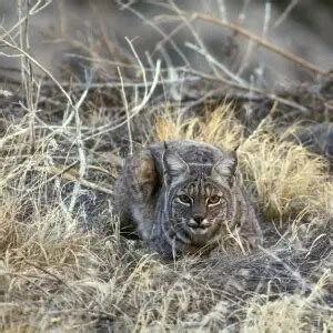 Bobcat - Facts, Diet, Habitat & Pictures on Animalia.bio