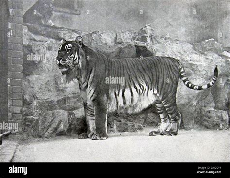 Caspian tiger panthera tigris virgata hi-res stock photography and ...