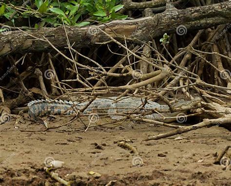 Crocodile in Brunei Darussalam Stock Photo - Image of large, asian ...