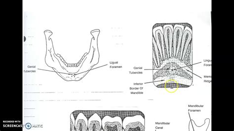 Intraoral Anatomy Part 2 - YouTube