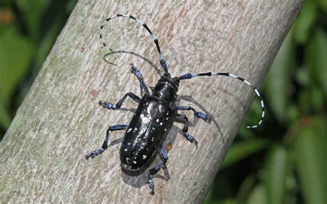 Asian Longhorned Beetle in Ontario | Blog | P & A Urban Forestry