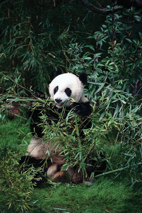 Giant panda | Facts, Habitat, Population, & Diet | Britannica