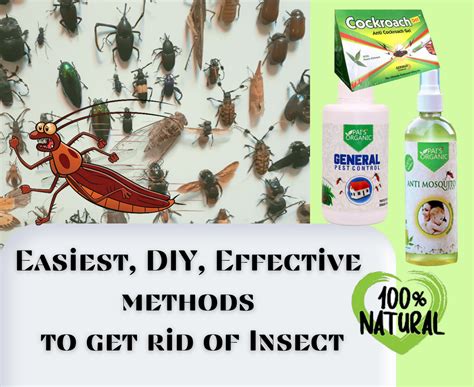 What is the best spray to control insects?