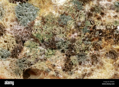 Black Bread Mold Rhizopus Stolonifer Stock Photo - Alamy