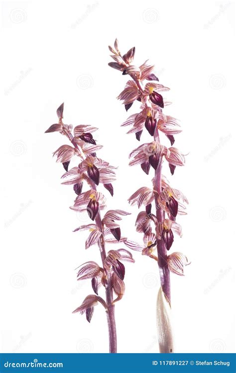 Corallorhiza Striata - Coral-Root Orchid Stock Image - Image of plant, beauty: 117891227