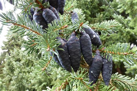 Picea omorika - Trees and Shrubs Online