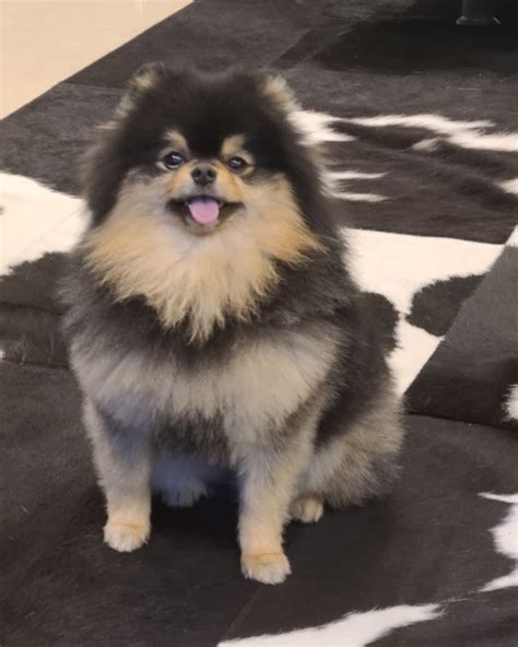 BTS's V Emotional Message To His Dog Yeontan Showcases Their ...