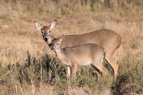 Whitetail Doe With Fawn stock image. Image of animal, outdoors - 2889557