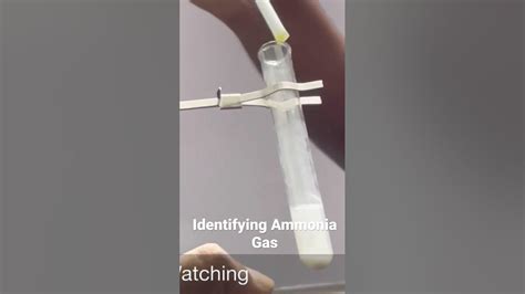 Ammonia Gas on reaction with HCl produces a dense white fumes. - YouTube