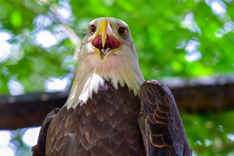 Bald Eagle | The Maryland Zoo