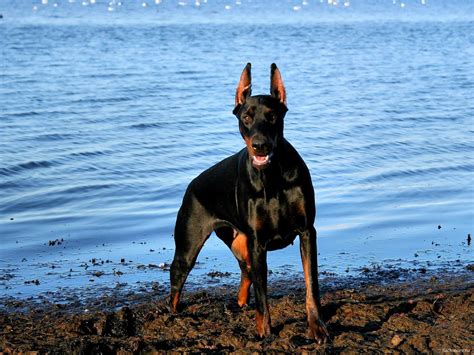 Doberman Wallpapers - Wallpaper Cave