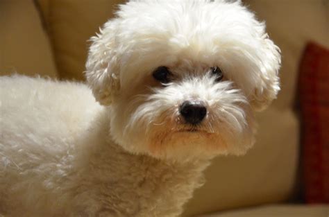 Bichon love------- I miss Nikki. I miss Pizzazz | Bichon frise puppy ...