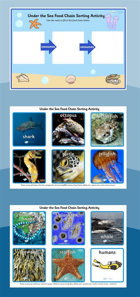 Food chains- Under the sea food chain sorting activity | Food chain ...