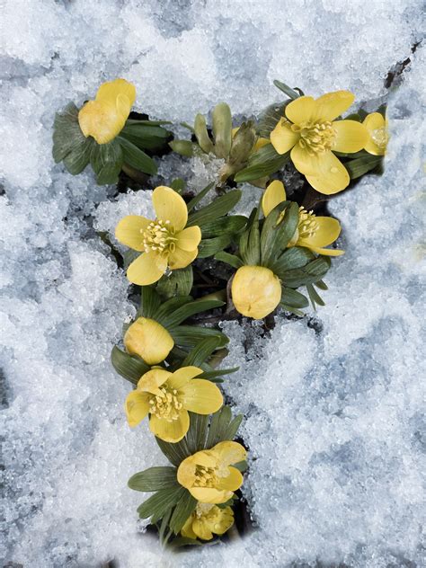 20 Sunny Yellow Flowers for Your Garden | Almanac.com