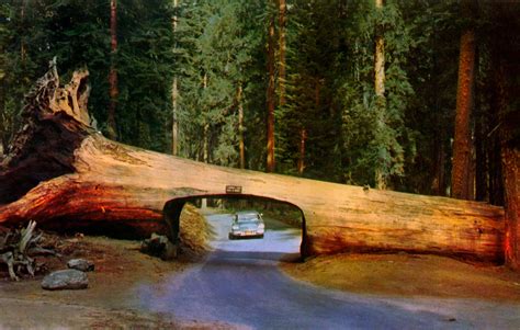 Tunnel Log in Sequoia National Park, California 1957 Plymouth