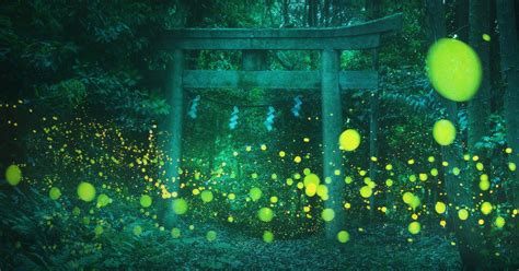 These Photos of Fireflies in Japan are Magical | PetaPixel