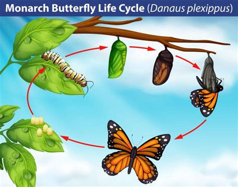 a monarch butterfly life cycle on a branch