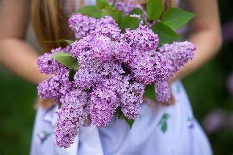 Lilac: How to Grow and Care with Success