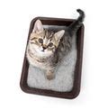 Kitten Or Cat In Toilet Tray B...