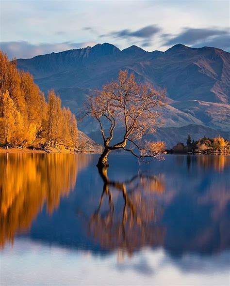 Early morning Autumn colours down at the Wanaka tree. Photo by: @rachstewartnz Explore. Share ...