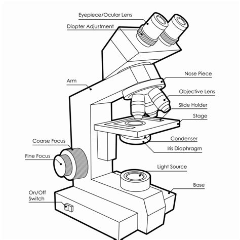 Virtual Microscope Lab Worksheet Answers - Goherbal