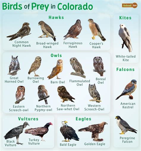 Birds of Prey in Colorado – Facts, List, Pictures