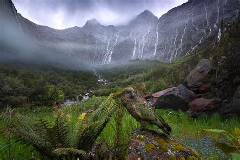 William Patino – Nature Photography Society of NZ