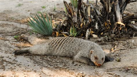 Images Gratuites : la nature, le sable, sec, faune, zoo, Afrique, ombre, mammifère, du repos ...