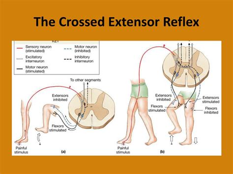 PPT - Reflex Physiology PowerPoint Presentation, free download - ID:2214688