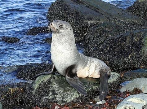 Antarctic Fur Seal – "OCEAN TREASURES" Memorial Library