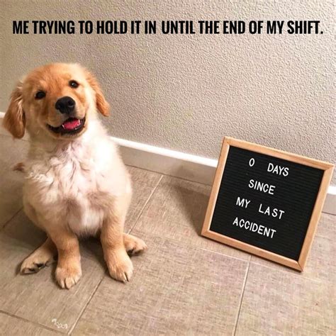 Cute dog memes. Quick turnover. : MemeEconomy