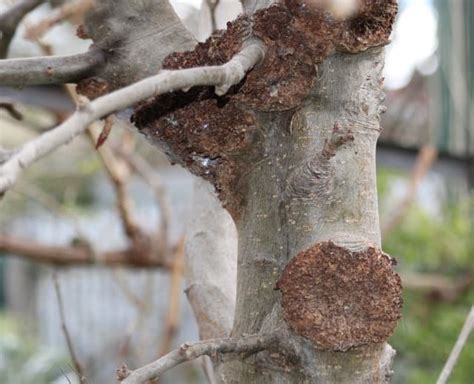 12 Common Apple Tree Diseases (And How to Treat Them) - Rhythm of the Home