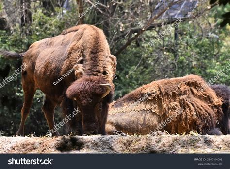 American Bison Species Seen Habitat During Stock Photo 2240104001 ...