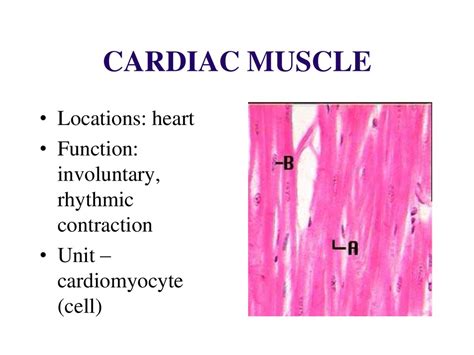 Cardiac Muscle Tissue Function