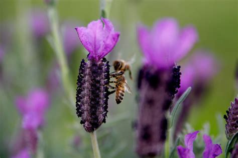 File:Bee on lavender flower.jpg - Wikipedia