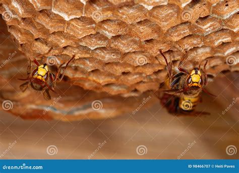 European hornet stock image. Image of wildlife, hymenoptera - 98466707